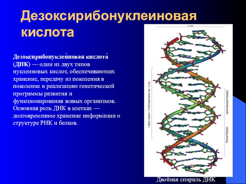 Дезоксирибонуклеиновая кислота Дезоксирибонуклеи́новая кислота́ (ДНК) — один из двух типов нуклеиновых кислот, обеспечивающих хранение, передачу из поколения