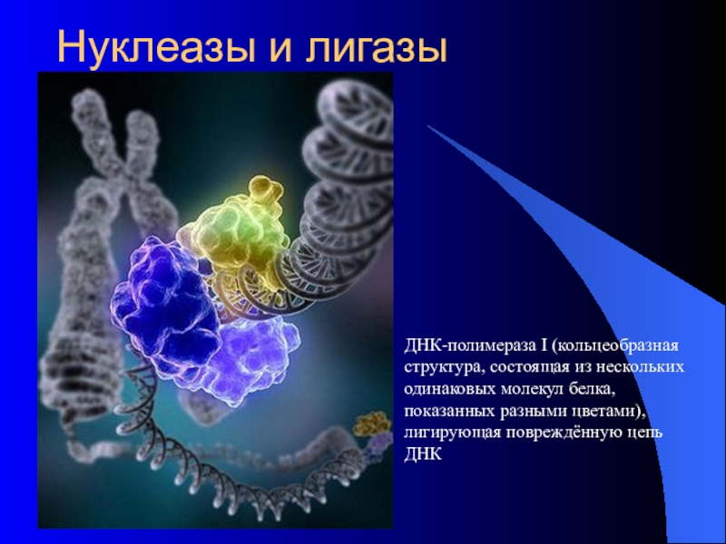 Нуклеазы и лигазы ДНК-полимераза I (кольцеобразная структура, состоящая из нескольких одинаковых молекул белка, показанных разными цветами), лигирующая