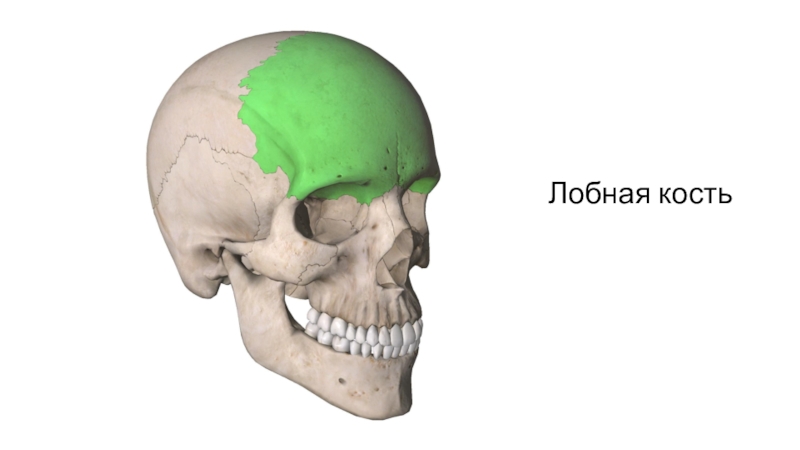 Большие лобные кости. Лобные кости. Скелет головы. Лобная голова. 3д модель лобной кости.