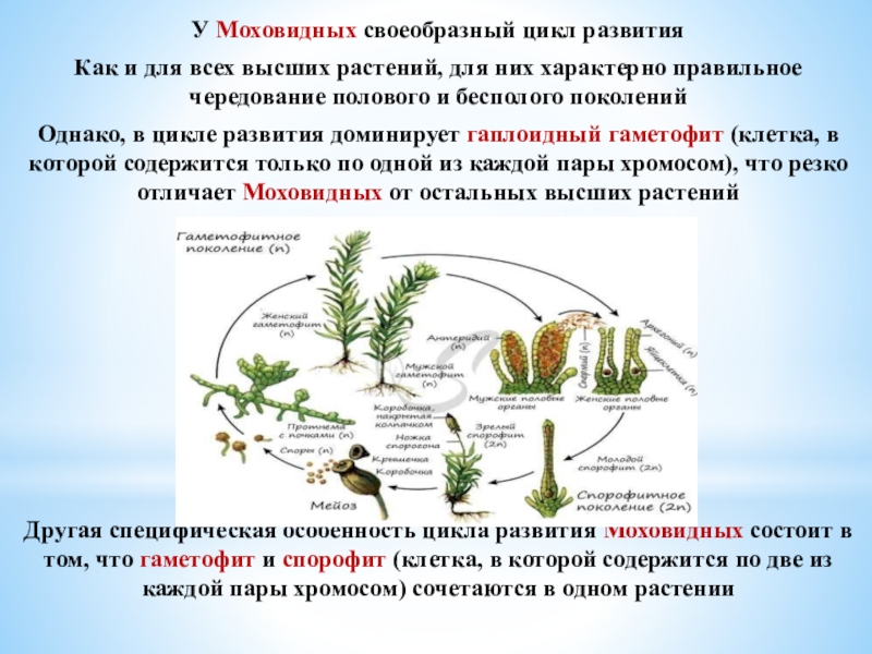 Дайте характеристику моховидных растений. Цикл моховидных схема. Размножение моховидных растений.