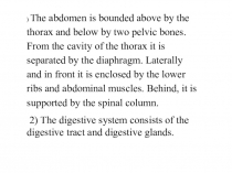 The abdomen is bounded above by the thorax and below by two pelvic bones